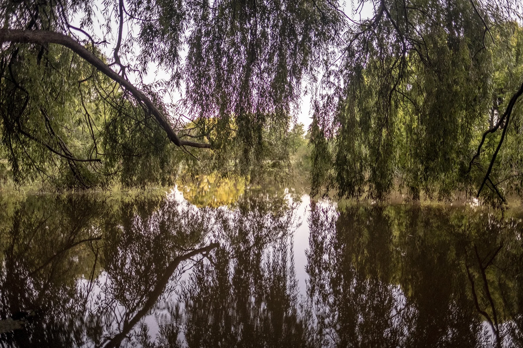 Vegetación reflejada en un curso de agua del jardín
