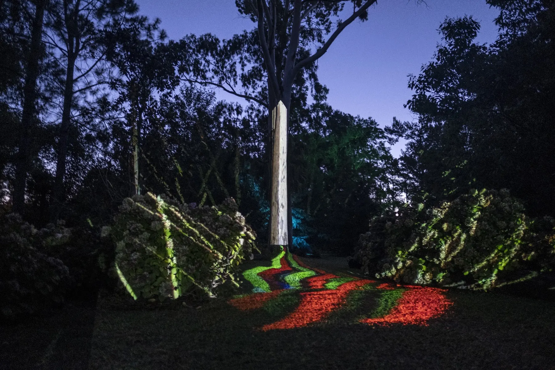Intervención de luz y arte digital entre los árboles de la Isla